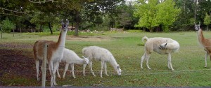 Allemagne en Provence-Balades et patrimoine