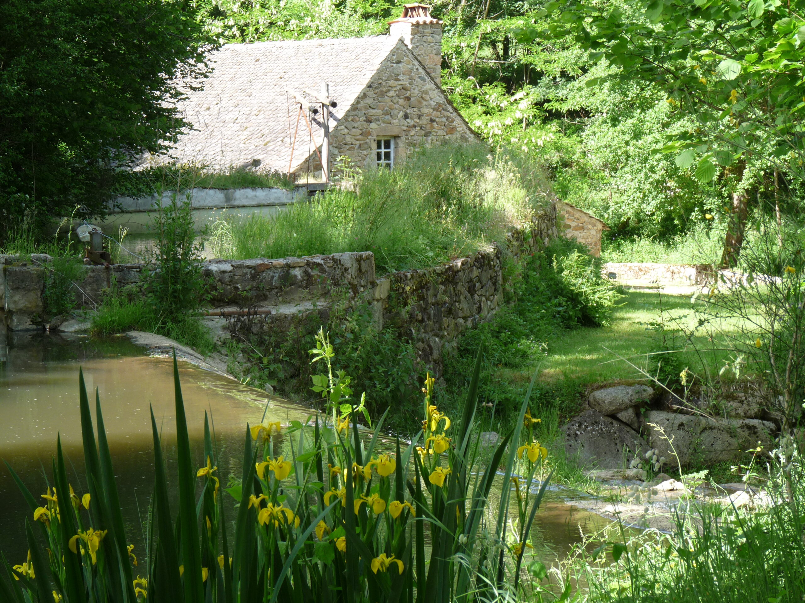Les martinets du Lezert